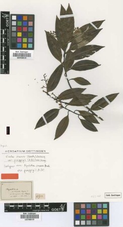 Myristica venosa Benth. var. A.DC. poeppigii[isotype]