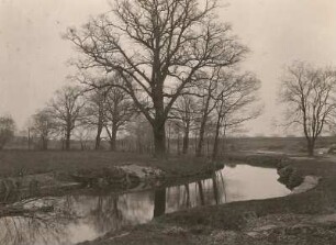 Niederrödern bei Radeburg. Alte Eichen an der Röder unterhalb des Schlosses