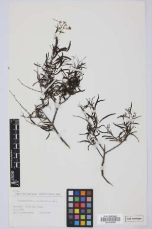Messerschmidia angustifolia Lam.
