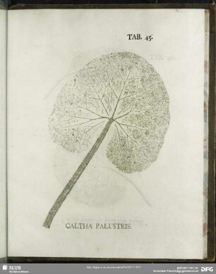Tab. 45. Caltha Palustris. (Sumpfdotterblume)