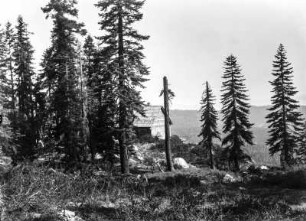 Camp am Lake Echo : Holzhaus zwischen Bäumen an einer Bergkuppe