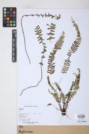 Asplenium L.