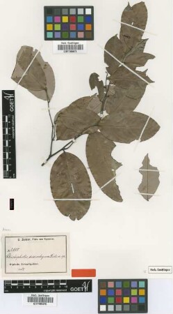 Cleistopholis discostigma Diels [type]