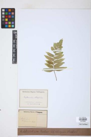 Asplenium obtusatum var. obliquum (G.Forst.) Hook.