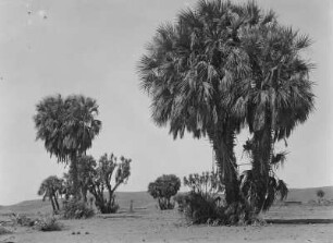 Palme : Palmenbäume in trockener Landschaft