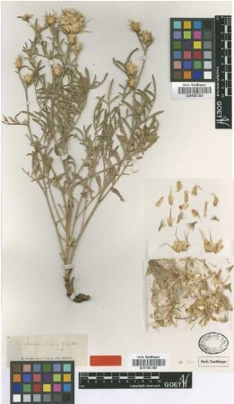 Centaurea achaia Boiss. & Heldr. [type]