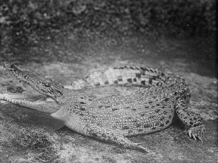 Nilkrokodil, Angriffsstellung (Crocodilus niloticus Laur.) : Breslau (Wroclaw/Polen). Zoologischer Garten. Nilkrokodil, Angriffsstellung (Crocodilus niloticus Laur.)