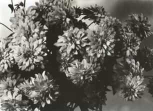 Dahlienblüten (Dahlia variabilis)