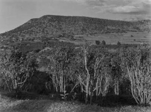 Kathsträucher : Kathsträucher im Hochland von Abessinien