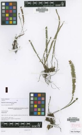 Melpomene caput-gorgonis Lehnert [paratype]