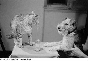 Katze und Hund mit Mayonnaiseglas
