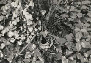 Sperlingsvögel (Passeres). Rotkehlchen (Erithacus rubecula), Nest mit Gelege im Efeu