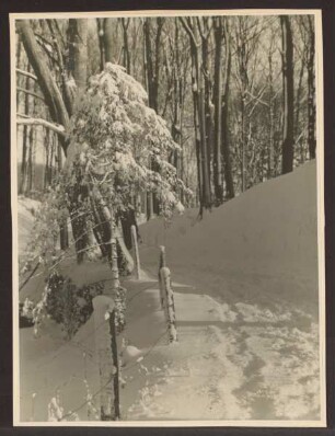 Eingang zum "Tiergarten" im Winter. Detmold. Kernstadt. Papierabzug
