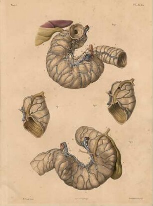 Blutgefäße, Lymphgefäße und Nerven des Duodenums
