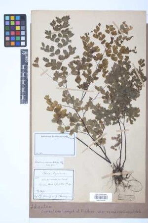 Adiantum cuneatum var. veneris Griseb.