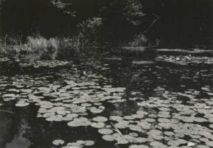 Friedewald. Seerosenteich mit Beständen der Weißen Seerose (Nymphaea alba).