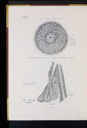 Pili. Glandulae sebaceae.