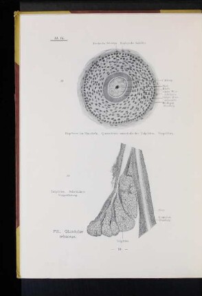 Pili. Glandulae sebaceae.