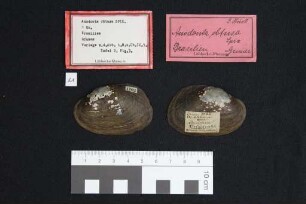 Anodontites obtusa (Spix in Wagner, 1827)