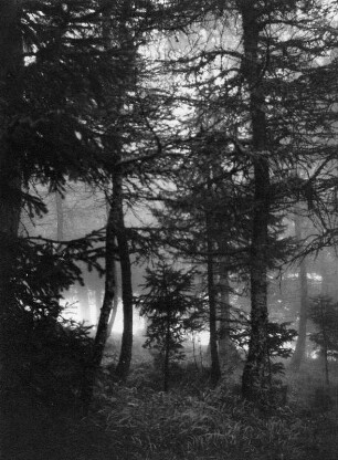 Waldstück mit Nebel