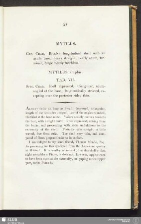 Mytilus amplus. Tab. VII