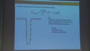 Effect of multi-drug resistance ABC transporter activity on their conformation-induced redistribution on membranes: Short talk
