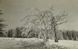 Winter im Erzgebirge. Rauhfrostbehangene Eberesche in Schellerhau