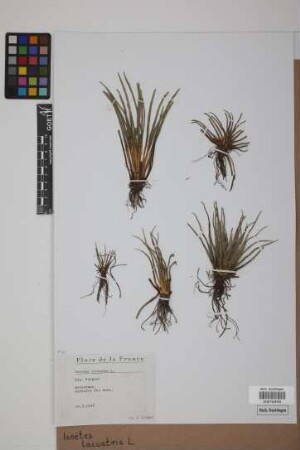 Isoetes lacustris L.