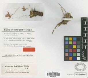 Umbilicus radiciflorus Steud. ex Boiss. [isotype]