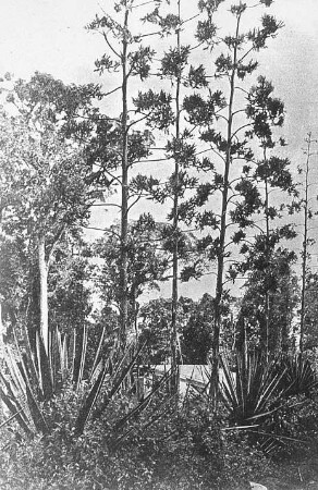 Blühende Sisalagaven in Amani, Tansania : Tansania, Amani. Blühende Sisal-Agaven (Agave sisalana), 1900/1940