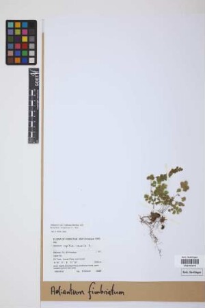 Adiantum fimbriatum Christ