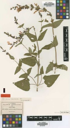 Salvia ancistrocarpha Fernald [type]
