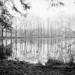 Kurpark: ein Schwan am Salzteich
