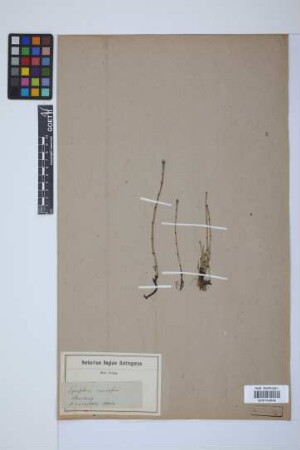Equisetum variegatum variegatum Schleich.