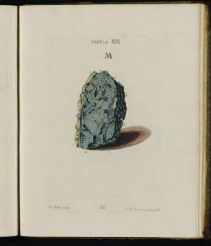 Tabula XVI.