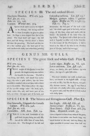Genus XIII. Gulls