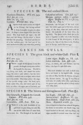 Genus XIII. Gulls
