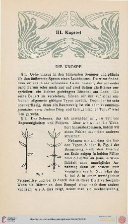 III. Die Knospe