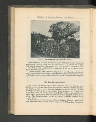 Abb. 81. Eingeborenentabak, im Hintergrund Baobab.