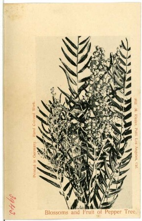 Blosssoms and Fruit of Pepper tree