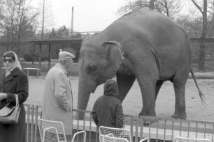Elefanten im Karlsruher Zoo