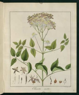 2r, Clematis recta