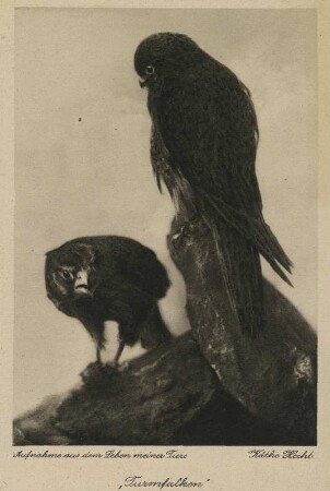 Turmfalken : Turmfalken, Aufnahme aus dem Leben meiner Tiere, Postkarte nach einer Fotografie von Käthe Hecht, herausgegeben im Selbstverlag.