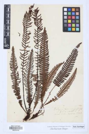Polypodium