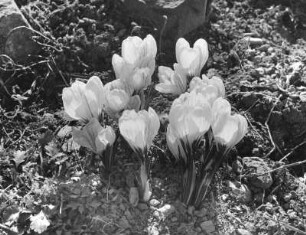 Krokus