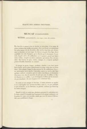 Muscat D' Alexandrie. Vitis Alexandrina ...