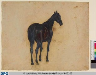 Stehendes Pferd von Hinten