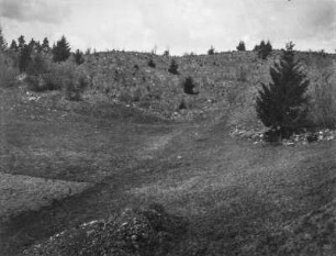 Landschaftsblick : Blick auf einen Hang mit einzelnem Baumbestand und davor Wiese