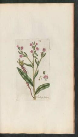 172. Anchusa tinctoria