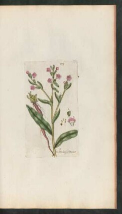 172. Anchusa tinctoria